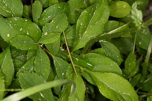 Packera schweinitziana (New England groundsel, Schweinitz’s ragwort)