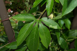 Passiflora incarnata (maypop, purple passion flower, purple passionflower)