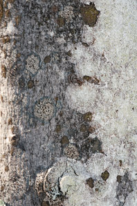 Phlyctis argena (whitewash lichen, blemished lichen)