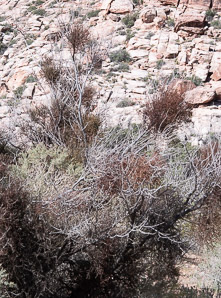 Phoradendron californicum (desert mistletoe, mesquite mistletoe)
