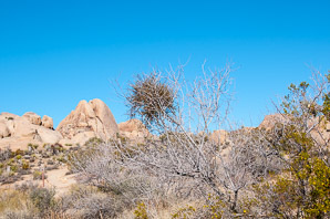 Phoradendron californicum (desert mistletoe, mesquite mistletoe)