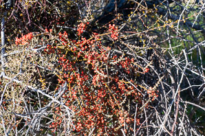 Phoradendron californicum (desert mistletoe, mesquite mistletoe)