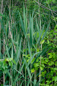 Phragmites australis (phragmites, common reed)