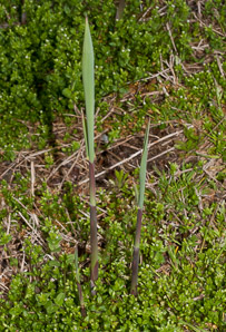 Phragmites australis (phragmites, common reed)