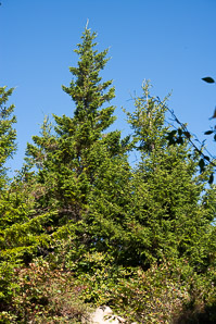 Picea mariana (black spruce)