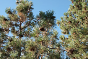 Pinus ponderosa (ponderosa pine, yellow pine, pino real, western yellow pine, bull pine, black jack pine, western red pine, western pitch pine)