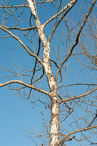Platanus occidentalis (American sycamore, sycamore)