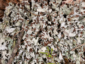 Platismatia tuckermanii (crumpled rag lichen, Tuckerman’s ragged lichen)