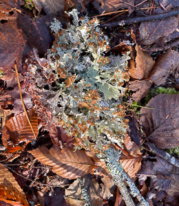Platismatia tuckermanii (crumpled rag lichen, Tuckerman’s ragged lichen)