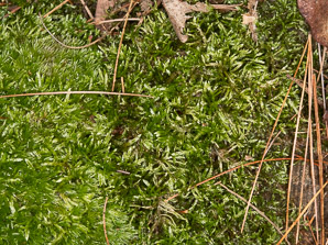 Pleurozium schreberi (Schreber’s moss, feather moss, red-stemmed feather moss, Schreber’s big red stem moss)