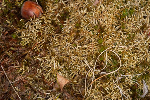 Pleurozium schreberi (Schreber’s moss, feather moss, red-stemmed feather moss, Schreber’s big red stem moss)