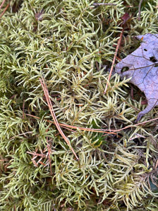 Pleurozium schreberi (Schreber’s moss, feather moss, red-stemmed feather moss, Schreber’s big red stem moss)
