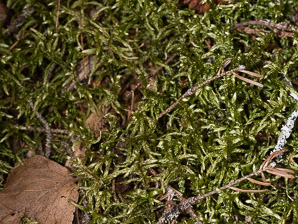 Pleurozium schreberi (Schreber’s moss, feather moss, red-stemmed feather moss, Schreber’s big red stem moss)