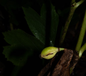 Podophyllum peltatum (mayapple, mandrake root, American mandrake, raccoon berry, wild lemon, Indian apple, duck’s foot, hog apple, umbrella plant, ground lemon)