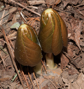 Podophyllum peltatum (mayapple, mandrake root, American mandrake, raccoon berry, wild lemon, Indian apple, duck’s foot, hog apple, umbrella plant, ground lemon)