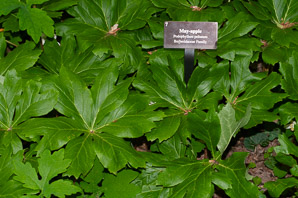 Podophyllum peltatum (mayapple, mandrake root, American mandrake, raccoon berry, wild lemon, Indian apple, duck’s foot, hog apple, umbrella plant, ground lemon)