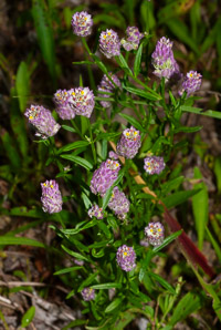 Polygala sanguinea (field milkwort, blood milkwort, purple milkwort)