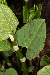 Polygonum cuspidatum (Japanese knotweed, Mexican bamboo)