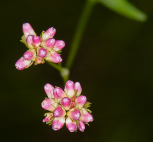 Polygonum sagittatum (arrow tearthumb, arrowleaf tearthumb)