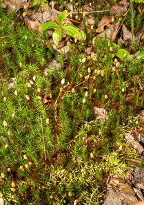 Polytrichum commune (common haircap moss, haircap moss, polytrichum moss)