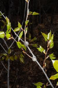 Populus tremuloides (quaking aspen, trembling aspen, American aspen, mountain aspen, golden aspen, trembling poplar, white poplar, popple)