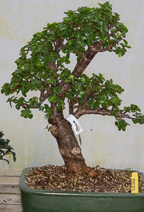 Portulacaria afra (dwarf jade, elephant bush)
