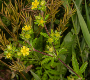 Potentilla norvegica (rough cinquefoil, Norwegian cinquefoil, ternate-leaved cinquefoil)