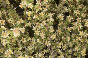 Purshia tridentata (antelope bitterbrush, bitterbrush, antelope bush)