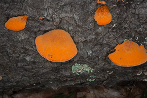 Pycnoporus cinnabarinus (cinnabar polypore)