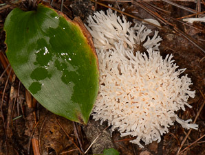 Ramariopsis kunzei (white coral)