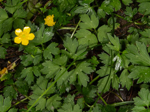 Ranunculus hispidus (swamp buttercup, bristly buttercup)