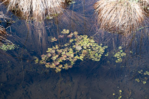 Ranunculus sceleratus (cursed crowfoot)