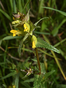 Rhinanthus minor (yellow rattle, little yellow rattle)