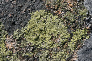 Rhizocarpon geographicum (yellow map lichen, world map lichen)