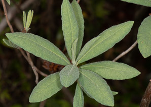 Rhododendron canadense (rhodora)
