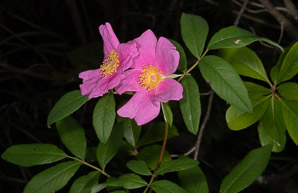 Rosa carolina (pasture rose, wild rose, Carolina rose, low rose)
