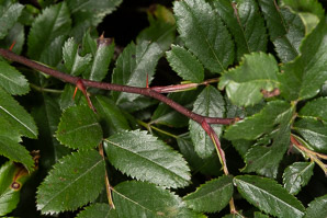 Rosa virginiana (Virginia rose, common wild rose, prairie rose)