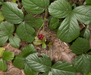 Rubus hispidus (swamp dewberry, bristly blackberry, bristly dewberry)