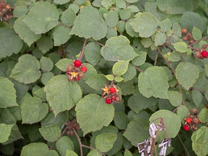 Rubus phoenicolasius (wineberry, wine raspberry, Japanese wineberry)