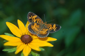 Rudbeckia hirta (black-eyed Susan, blackeyed Susan)