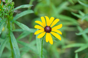 Rudbeckia hirta (black-eyed Susan, blackeyed Susan)