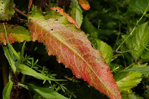 Rumex obtusifolius (bitter dock, broad-leaved dock)