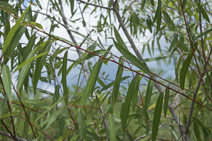 Salix caroliniana (coastal plain willow)
