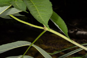 Sambucus nigra (elderberry, American elderberry, common elderberry, black elderberry, American black elderberry)