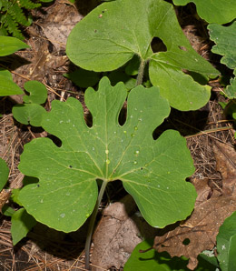 Sanguinaria canadensis (bloodroot)