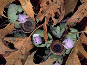 Sanguinaria canadensis (bloodroot)