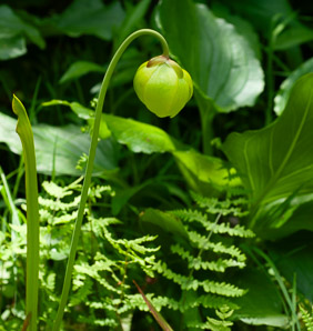 Sarracenia flava (yellow pitcher plant, yellow trumpet, yellow pitcherplant)