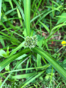 Scirpus atrovirens (green bulrush, dark-green bulrush, dark-green bullrush)