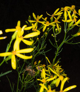 Senecio spartioides (broom-like ragwort)