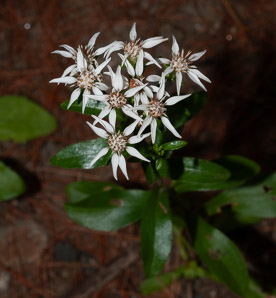 Sericocarpus asteroides (toothed white-topped aster, toothed whitetop aster)